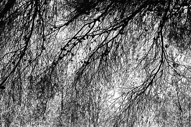l’oeil fertile