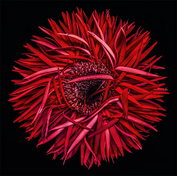Dale Grant, Gerbera Under Glas, 2017, 120×120 cm
