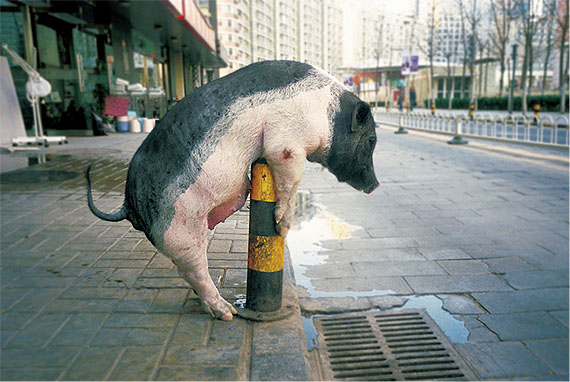 223, Decisive Swine, 2008, Giclee print, 66 x 100 cm (Edition of 5) / 46 x 69 cm (Edition of 10). (Image courtesy of artist and Blindspot Gallery)