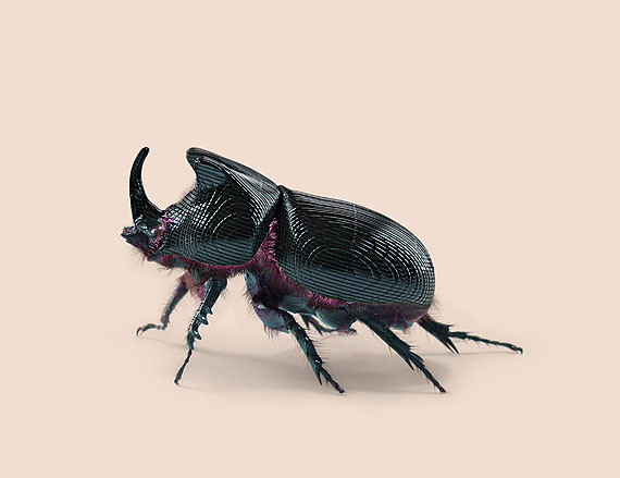BEETLE [Oryctes transmissionis] Insect adapted to continuous tracking © Vincent Fournier