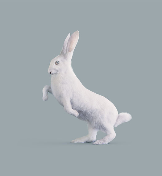 RABBIT [Leporidae cognitiva] Very intelligent rabbit © Vincent Fournier