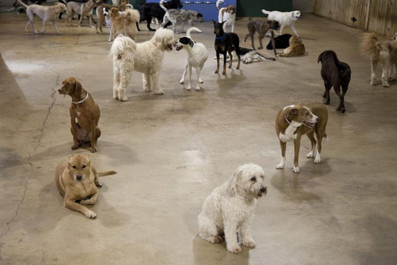 USA. Atlanta. The Doguroo, dog care centre where you can leave you dog and even check them on one of Dogaroo's four webcams © Martin Parr / Magnum Photos