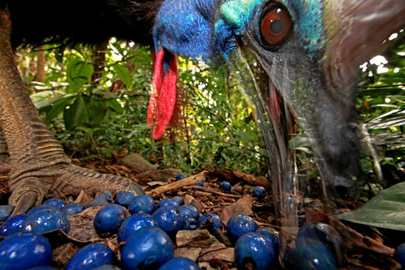 © Christian Ziegler: DeutschlandHelmkasuar Vogel frisst die Früchte des blauen Quandong Baums, Australien