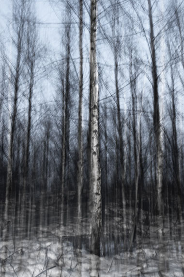 Winter birch, 2009