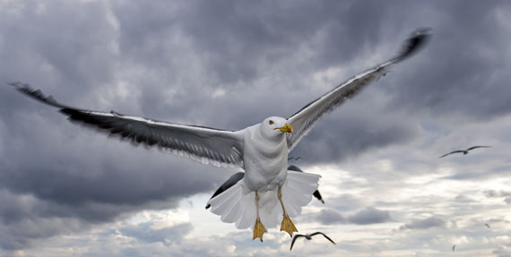 Seagull in the sky, 2008