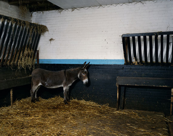 Jeff WallA Donkey in Blackpool, 1999transparency in lightbox,195 x 244 cmCollection Lothar Schirmer, MunichCourtesy of the artist© Jeff Wall