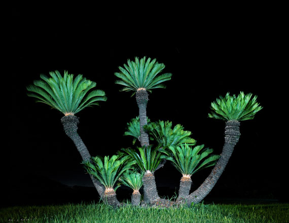 Juliane Eirich: Palm Trees, Itoshima 2011 