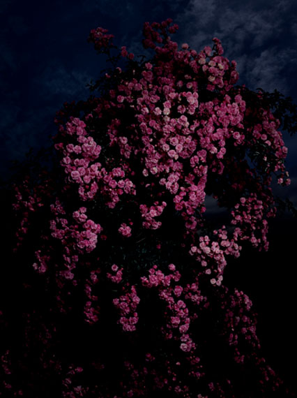 Guido Mocafico
Rosa Bush Rambler, 2012
Edition von 10
Chromogenic Print
150 x 112 cm