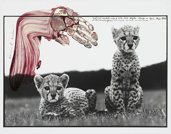 Peter Beard„ORPHANED CHEETAH CUBS @ NATL. PARK HDQUTRS. MWEIGA NR. NYERI, KENYA“.1968Gelatin silver print, 1998. 15 1/2 x 22 7/8 in. (18 7/8 x 23 7/8 in.). In the image upper right signed, dated, titled and annotated: „for the End of the Game“ as well as Beards address in Nairobi, Kenya in black ink. In the image upper left annotated: „Salaams & Kwaheri!“ in magenta coloured ink as well as hand-print of Peter Beard.