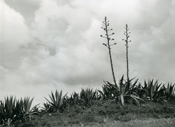 Alfred EhrhardtAgaven mit zwei sechs Meter hohen Blüten-“Stengeln“ 1951Vintage Silbergelatineabzug17,4 x 23,6 cm© bpk / Alfred Ehrhardt Stiftung