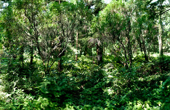 Naruki Oshima, haptic green - in two cedar trees, 2013
