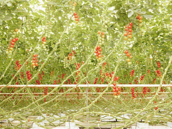Henrik Spohler,  Tomato trusses in Middenmeer, the Netherlands (Tomatenrispen) from the series / aus der Serie 