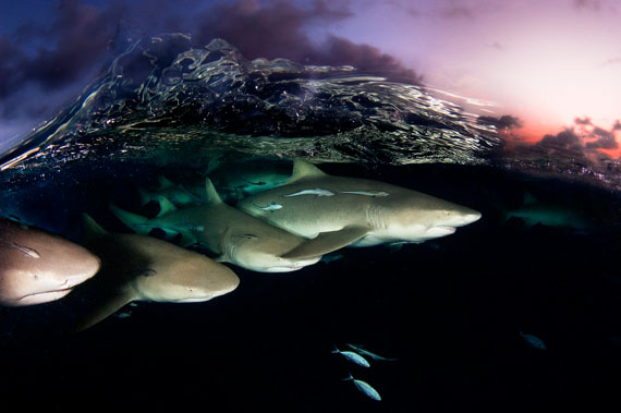 David Doubilet: Lemon sharks on patrol © David Doubilet / Undersea Images, Inc.