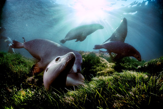 David Doubilet: Australian Sea Lions © David Doubilet / Undersea Images, Inc.