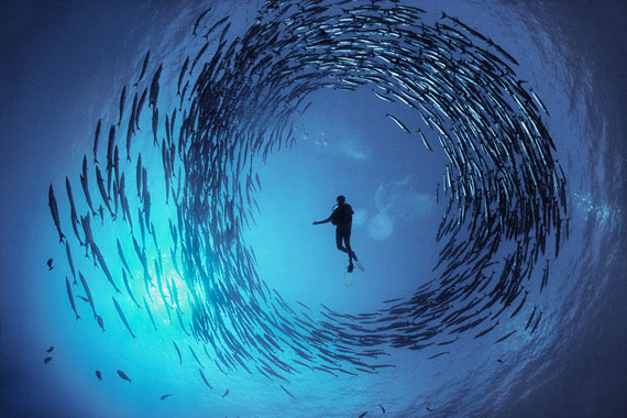 David Doubilet: Circling Barracuda © David Doubilet / Undersea Images, Inc.