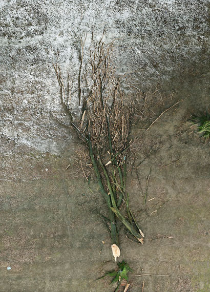 Andreas Gefeller: Tree, 2007, lightjet print / diasec, 180 x 129 cm, edition of 8