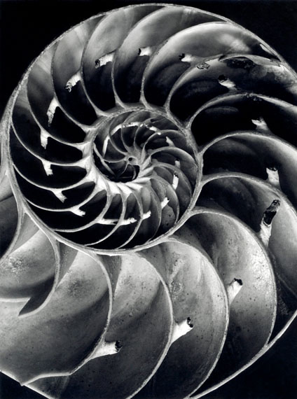 "Querschnitt durch ein Nautilus Gehäuse 1940/41" © bpk / Alfred Ehrhardt Stiftung
