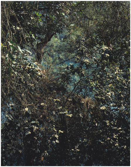 Shan Feiming: "Waking from Hibernation No.3" (2012) Pigment print. 120 x 94cm - Edition of 6