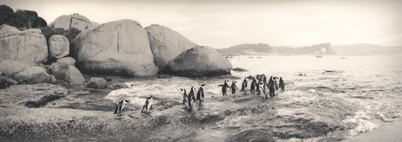 Silke Lauffs
Penguins, Bouders beach, Simons Town, South Africa, March 2009
Silver Gelatin Print 
© Silke Lauffs 