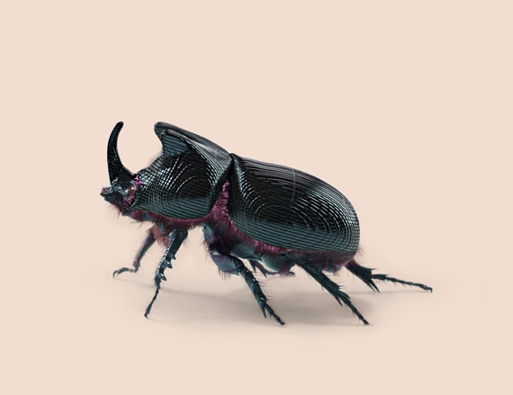 RHINO BEETLE [Oryctes transmissionis] Insect adapted to continuous tracking. © VINCENT FOURNIER