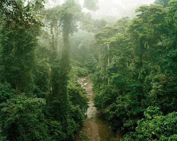 Olaf Otto Becker: Primary forest 11, Malaysia, 10/2012