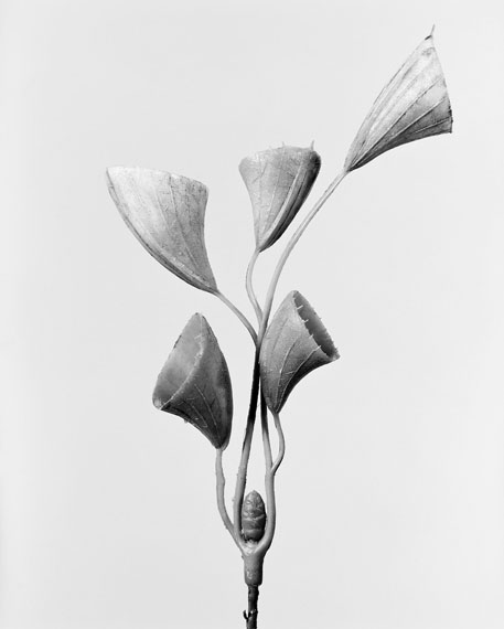 Robert Voit: Cornucopiae cucllatum, Trichtergras Busch, 2014, aus der Serie: The Alphabet of New Plants