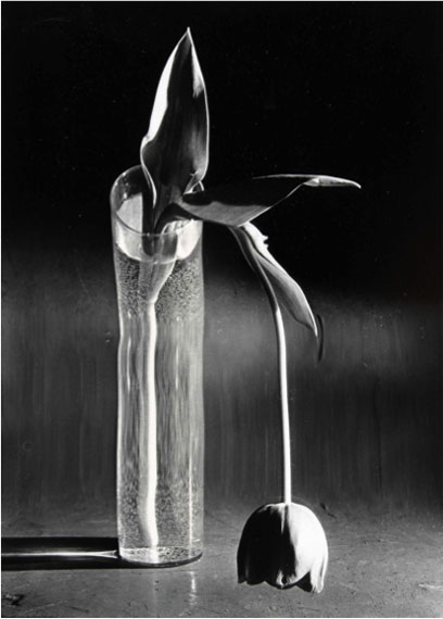 André KertészMelancholic Tulip© André Kertész / Courtesy of Bernheimer Fine Art