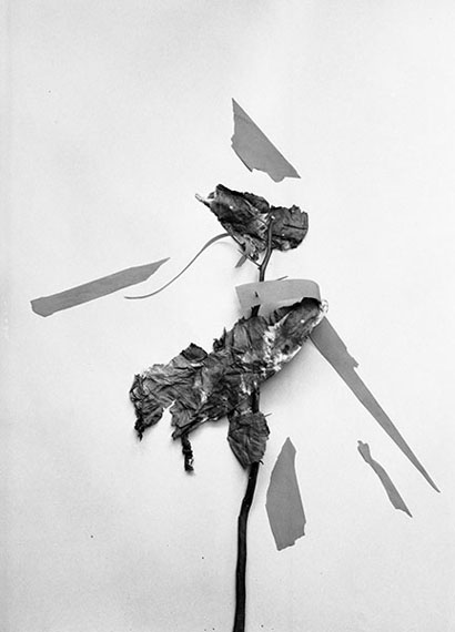 Leaves of Grass No. 17 (2014)Silver gelatin print 46cm x 33cm - Edition of 5; 132cm x 95cm - Edition of 3© Adou/m97 Gallery