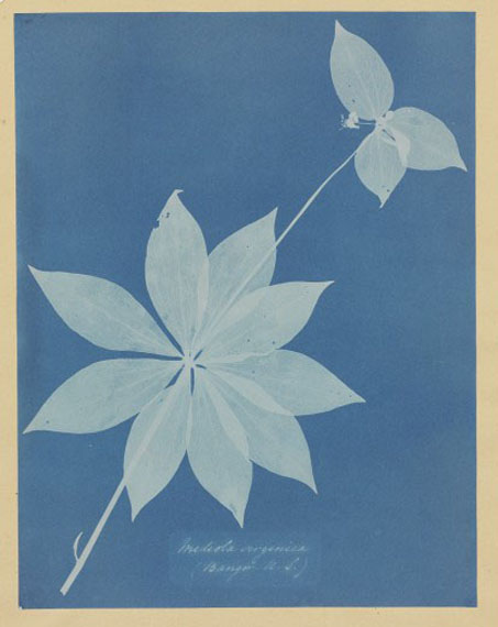 ANNA ATKINSMediola Arginica (Bangor, US), 1852–1854cyanotype photogram$15,000–25,000Atkins was a friend of British scholar, scientist and aristocrat Sir John Herschel, who invented the cyanotype photographic process in 1842. By the next year, Atkins was utilizing the process to produce a study of algae and seaweed, which she then later applied to a variety of flowering plants and ferns. This particular piece is on the cover of the Hillman catalogue for its graphic clarity and exquisiteness.