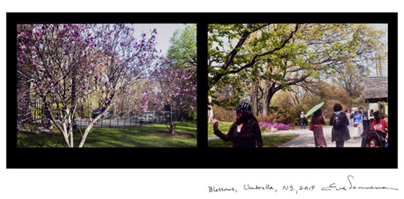 EVE SONNEMAN
BLOSSOMS / UMBRELLA, NEW YORK, 2013
digitally printed photograph on Japanese paper, diptych, ed. 10
20 x 30 in. 50.8 x 76.2 cm.