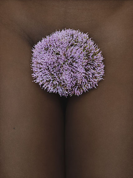 Hortus Florum #19, Allium Hybride, 2015 © Thomas Rusch