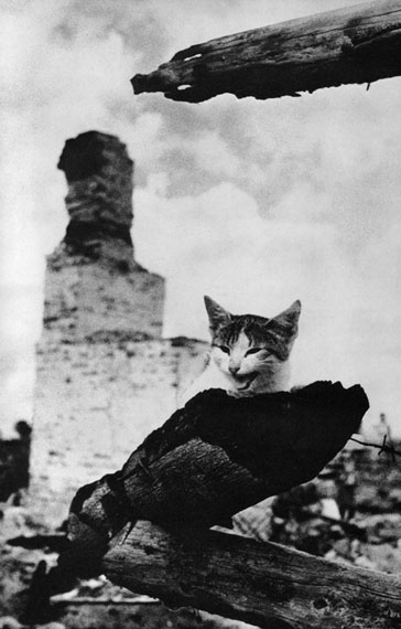 Mikhail Savin. In flames. Zhizdra. Wounded cat, 1943