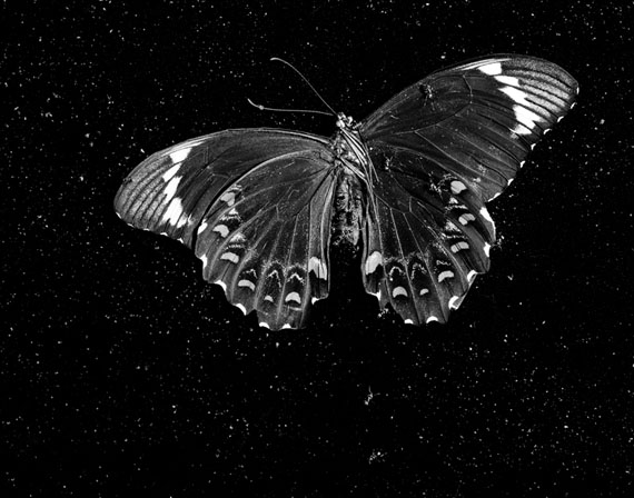© Trent Parke Black Butterfly, Adelaide, 2009, Gelatin silver, 120 x 152cm. Image courtesy of the artist and Stills Gallery, Sydney.