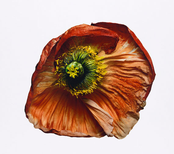 Iceland Poppy (B), New York, 2006© The Irving Penn Foundation