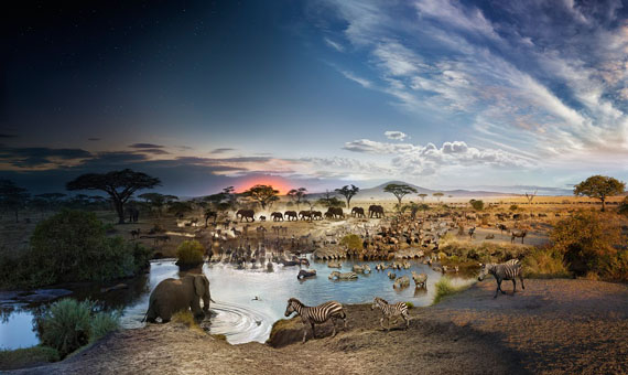 Stephen Wilkes, Serengeti, Tanzania, Day To Night, 2015, 32”x54”, Digital C-print, Courtesy Monroe Gallery of Photography