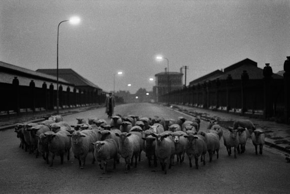 Don McCullin - Sheep going to the Slaughter, Early Morning, Near the Caledonian Road, London, 1965 © Don McCullin