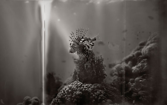 Gregor Törzs: "Ultramarine Lion Fish" © Courtesy of Bernheimer Fine Art Photography