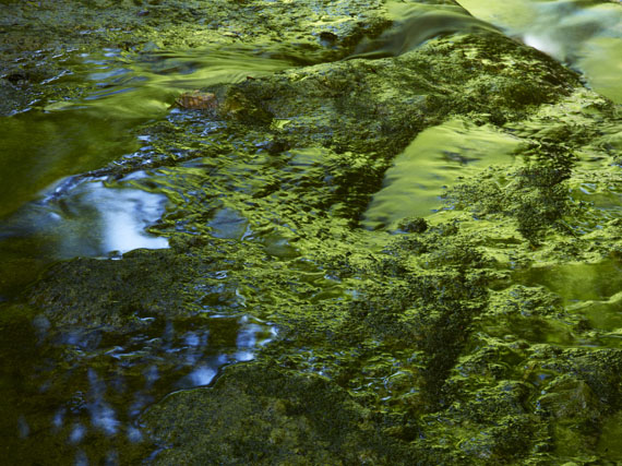 Meiki Lin
Reflection of Green Beech Woods, 2011
© Courtesy of Artist