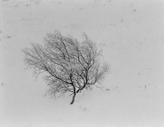 © Jens Knigge: 'Frozen Tree', Platin-Palladium-Print auf Arches Papier 2015 / Courtesy Johanna Breede PHOTOKUNST