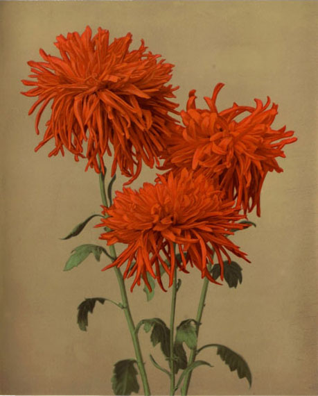 © Kazumasa Ogawa
Chrysanthemum, (Orange), c. 1897
Chromo-collotype 26 x 38,6 cm
