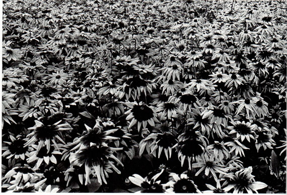 © Daido MoriyamaSunflowers, Letter to Nakahira Takima, 198838 x 45,6 cm