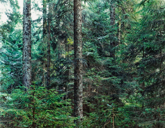 Thomas StruthParadise 20, Bayrischer Wald, 1999Chromogenic print, face-mounted to plexiglass138.5 x 178.5 cm (150.8 x 190.5 cm frame)Estimate € 40,000 - 50,000Lot 471 / Auction 1079 Contemporary Art