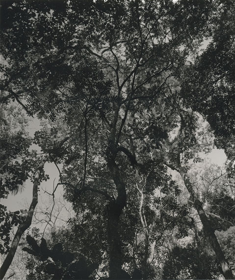 Árvores #07, aus der Serie Árvores © Arno Schidlowski