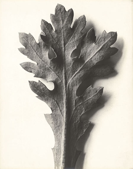 Karl Blossfeldt. Chrysanthemum segetum, Wucherblume. 1915/25. Vintage. Gelatin silver print. 29,8 x 23,7 cm