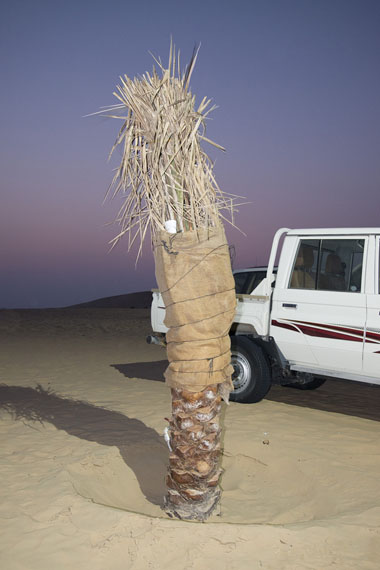 Melina Papageorgiou: palm desert, 2015, Abu Dhabi