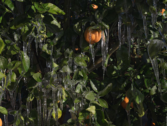 Ice to Protect Orange Trees from the Cold, California. © Lucas Foglia, courtesy Michael Hoppen Gallery