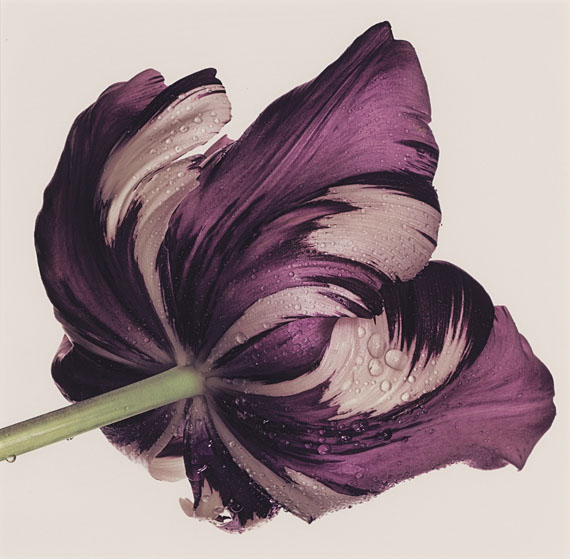 Lot 3IRVING PENN (1917-2009)Cottage Tulip: Sorbet, New Yorkdye-transfer print, mounted on boardsigned, titled, date of image, date of print and annotated in ink 'Irving Penn Cottage Tulip: Sorbet, New York 1967 1986 Ref: 15486', stamped photographer's credit 'PHOTOGRAPH BY IRVING PENN', Condé Nast copyright credit 'THE CONDE NAST PUBLICATIONS INC. not to be reproduced without written permission of the copyright owner.' and 'SIGNED PRINTS OF THIS PHOTOGRAPH NOT EXCEEDING 16.' (mount, verso)image: 17 ¾ x 18 ¼ in. ( 45 x 46.4 cm.)sheet: 19 1/8 x 19 1/8 in. (48.5 x 48.5 cm.)mount: 22 x 24 in. (55 x 61 cm.)Photographed in 1967 and printed in 1968, this work is from an edition of sixteenAnother print from the edition is in the collection of the Art Institute of Chicago.Estimate: £60,000 – 80,000