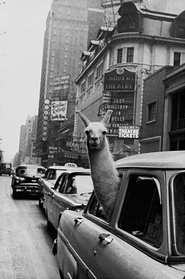 Inge Morath: Lama, Times Square, New York City, 1957