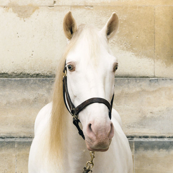 Farinelli © Sophie Hatier, Marilyn / Courtesy of the "Académie Equestre de Versailles" by Bartabas