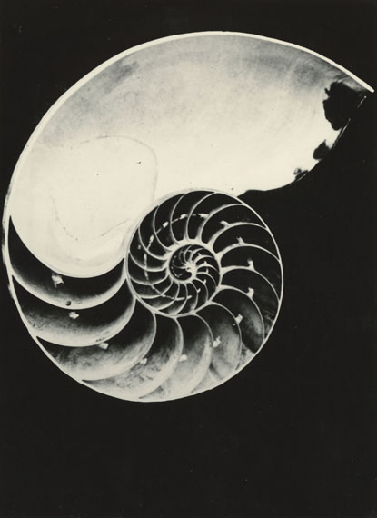 Fred KochNautilus pompiliusundatiertSilbergelatine, 23 x 16,5 cmCourtesy Sammlung Dr. Hans Schön
